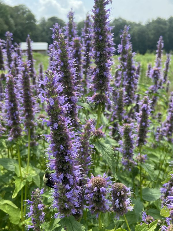 Agastache Native Seed,Anise Hyssop Seeds