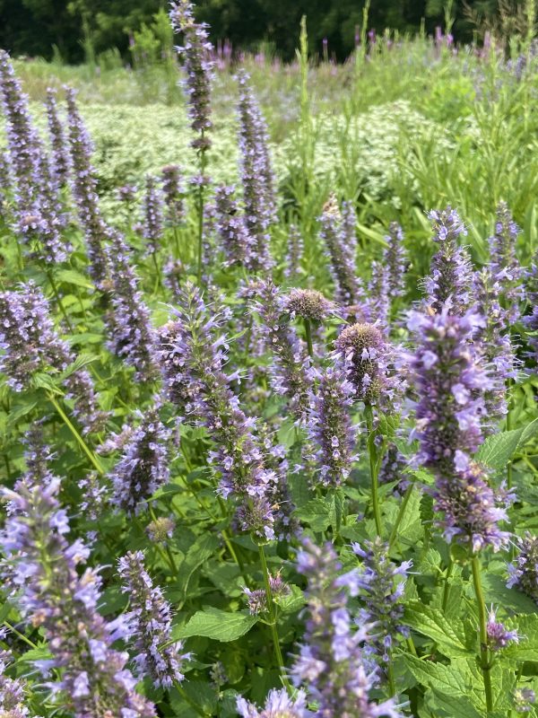 Agastache Native Seed,Anise Hyssop Seeds