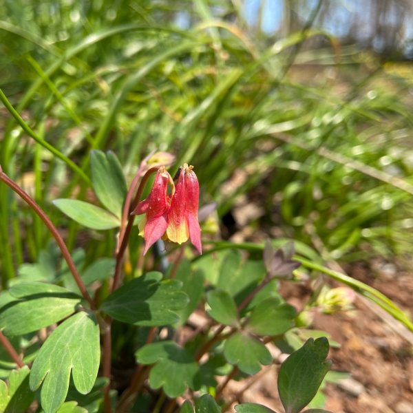 Red Columbine Seeds,Columbine Seed,Aquilegia seeds