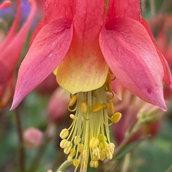 Red Columbine Seeds,Columbine Seed,Aquilegia seeds