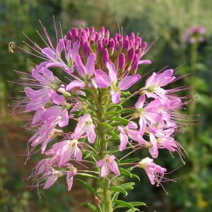 Rocky Mountain Bee Plant Seeds