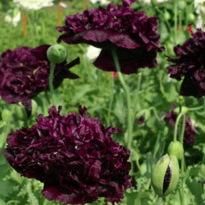 Black double poppy seeds