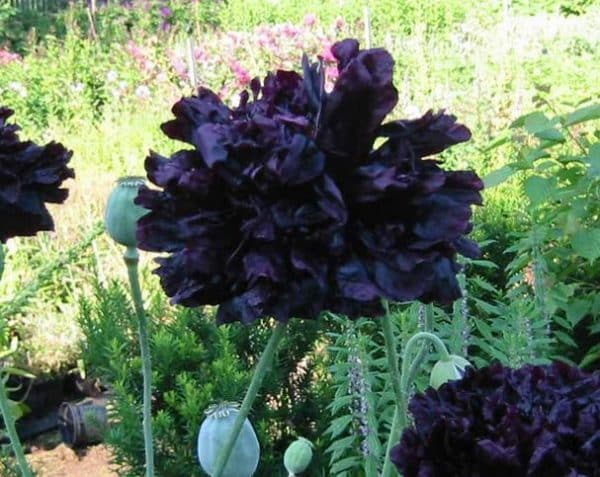 Black Double Poppy Seeds Cottage Garden Annual Silver Foliage Easy to Grow from Seed - Image 6