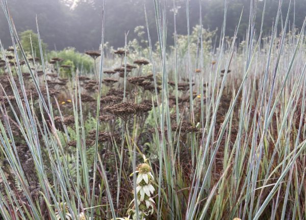 Little Bluestem Grass Seed – Schizachyrium scoparium Native Grasses - Image 2