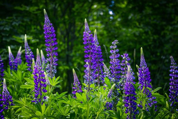 Blue Wild Lupine Seed Meadow or Border Perennial Native Seeds- Lupinus perennis - Spring Pollinator - Image 2