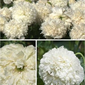 White Frilly Double Poppy Seeds