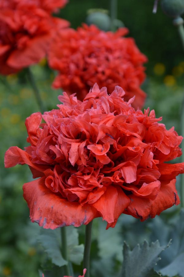 Double Red Poppy Seeds