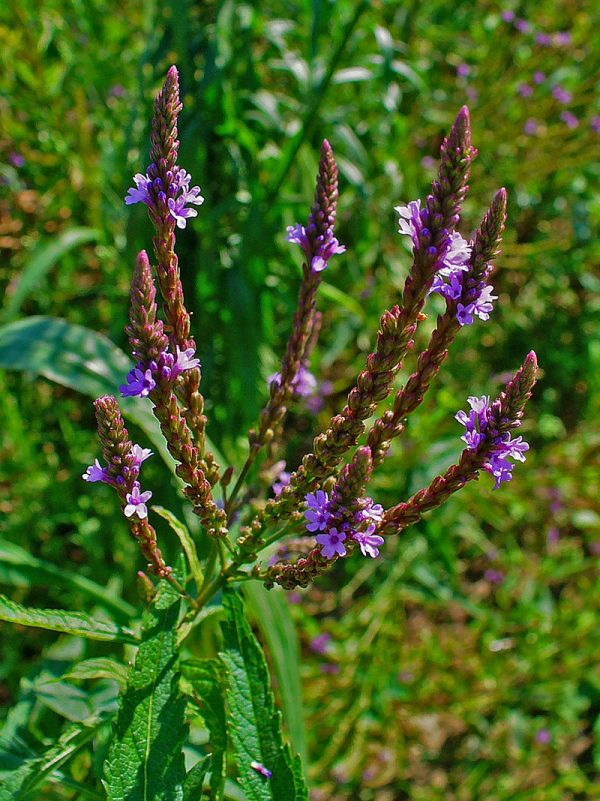 Verbena Seeds Blue Verbain Native Meadow Perennial - Image 4