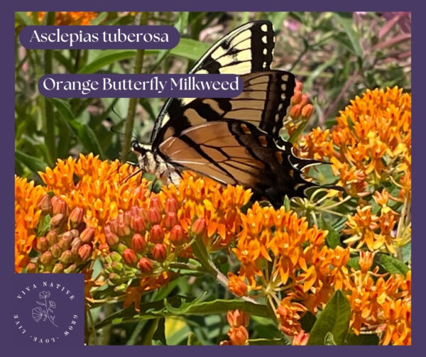 Hummingbird Native Garden Seed Milkweed