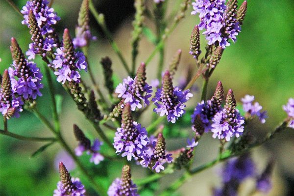 Verbena Seeds,verbain,native perennial