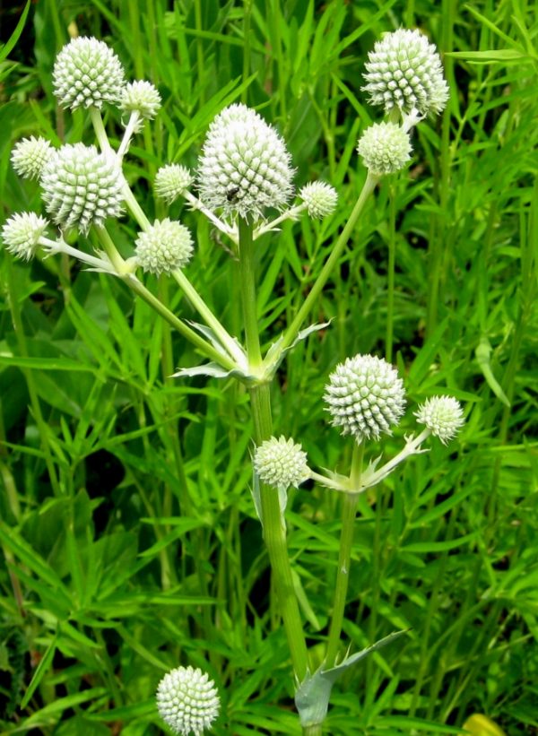 Rattlesnake Master Seeds