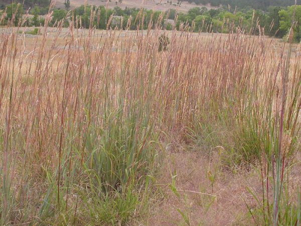 Big Bluestem Grass Seed – Tall Meadow Prairie Perennial Grass | Fall Interest - Image 3