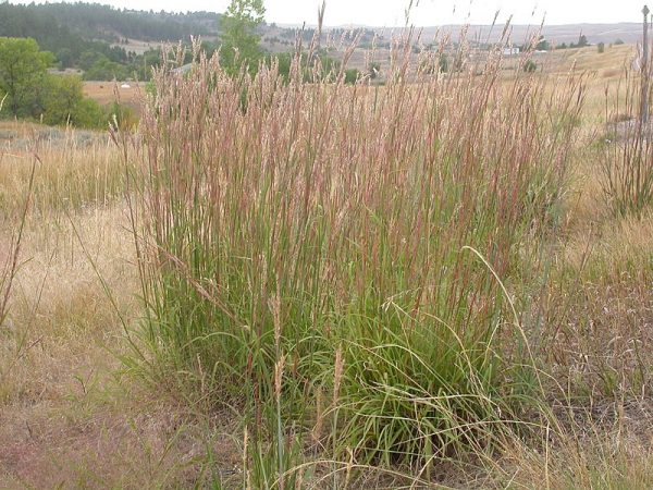 Big Bluestem Grass Seed – Tall Meadow Prairie Perennial Grass | Fall Interest - Image 5