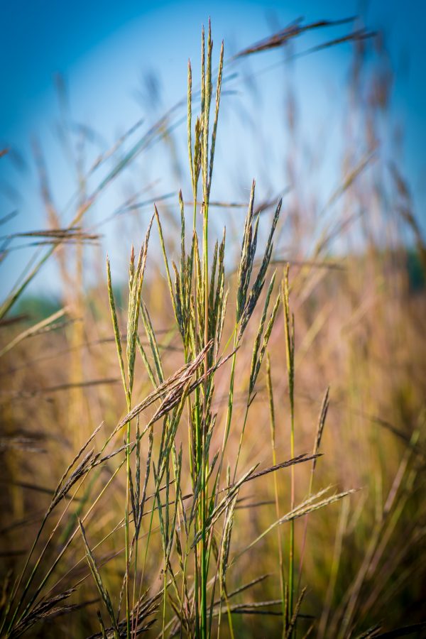 Big Bluestem Grass Seed – Tall Meadow Prairie Perennial Grass | Fall Interest - Image 2