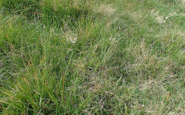 Buffalo grass native seeds