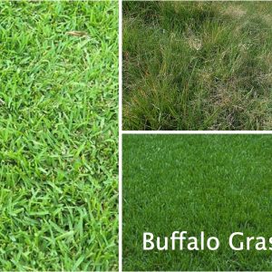 Buffalo grass native seed