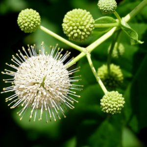 Buttonbush Seeds
