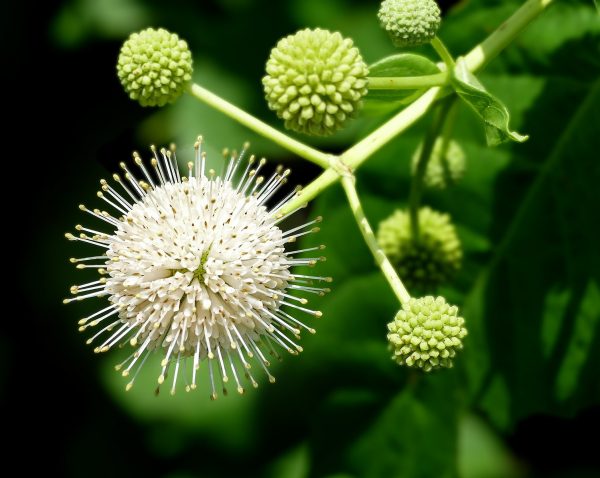 Buttonbush Seeds