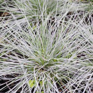 Silver Fescue Grass Seed