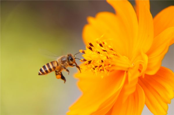 Cosmos Sulphur Orange Seeds – Vibrant Wildflower Beauty - Image 3