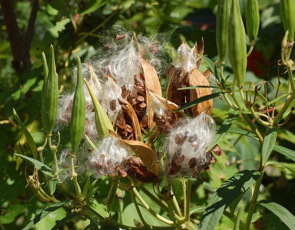 White Swamp Milkweed Seeds - Asclepias incarnata - Monarch Butterfly Host Rain Garden Plant Native Free Ship - Image 2