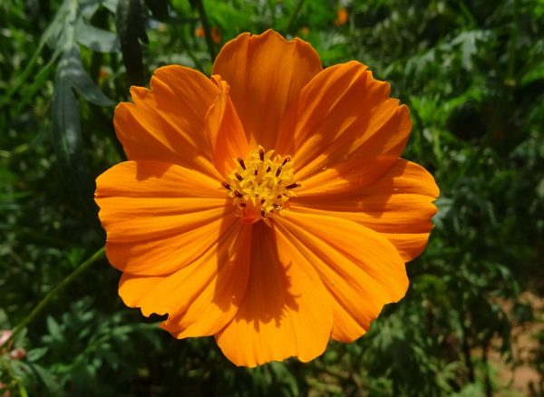 Cosmos Sulphur Orange Seeds – Vibrant Wildflower Beauty - Image 4