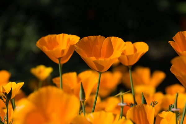 California Poppy Orange Flower Seed