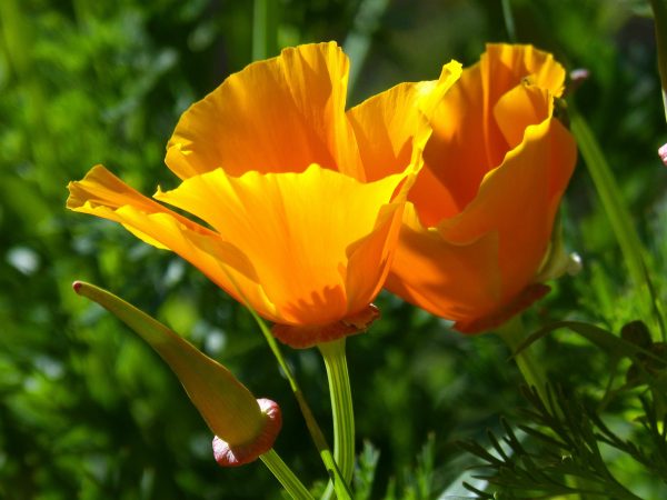 California Poppy Orange WIld Flower Seed