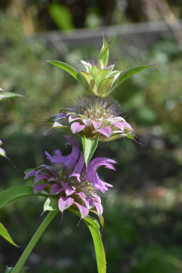 Spotted Bee Balm Seeds Native-2
