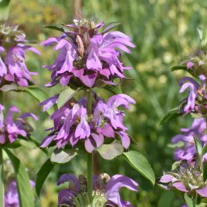 Spotted Bee Balm Seeds Native