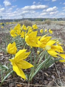 A Designer Tulip for a Wild Flower Meadow in Spring.