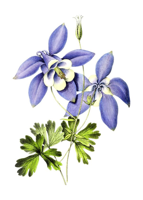 blue columbine