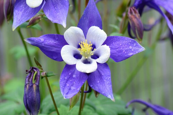 Aquilegia caerulea (Blue Columbine) – Seeds Native Wild Flower Columbine Spring Pollinator Plants Free Ship - Image 3