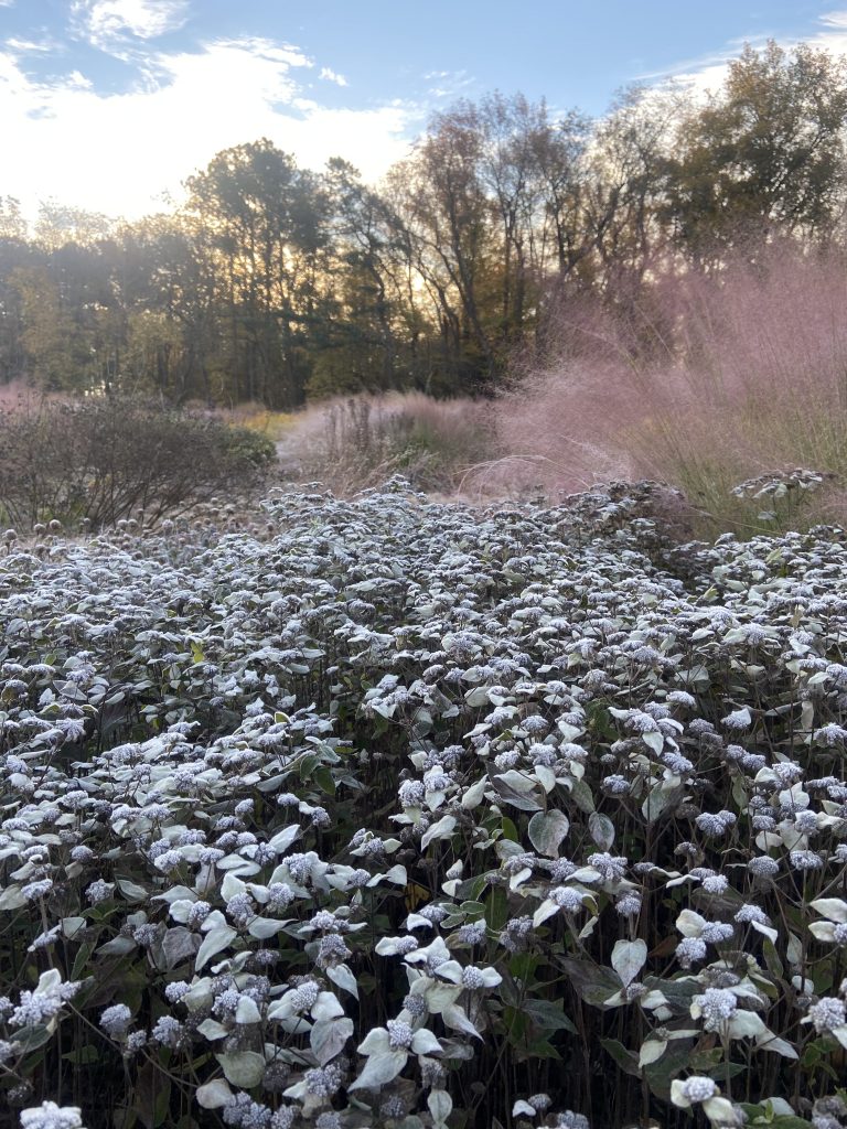 winter gardening