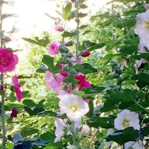 Hollyhock Mixed Colors