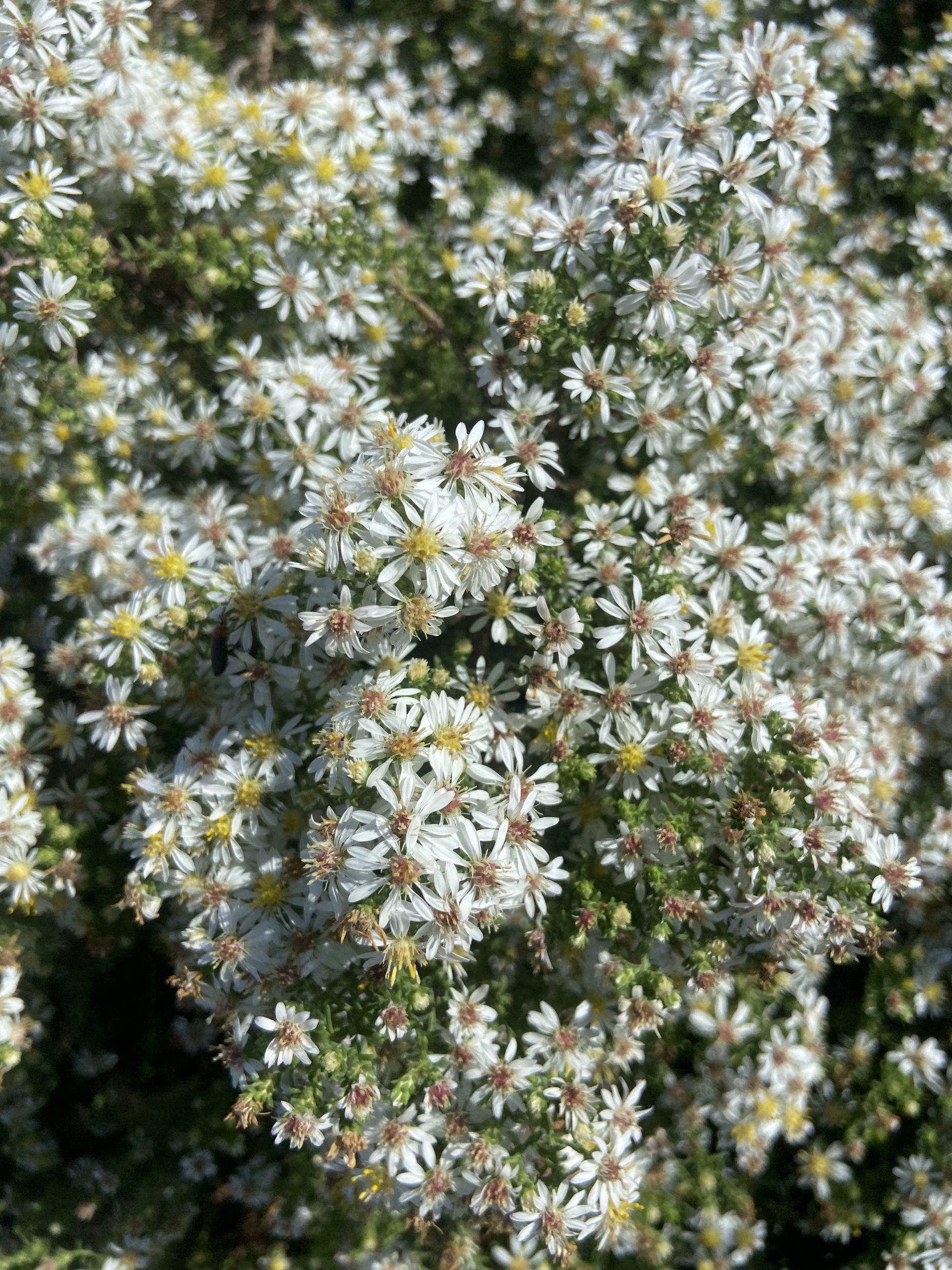 Aster ericoides Snow Flurry a must-have Fall perennial. – iGrowHort