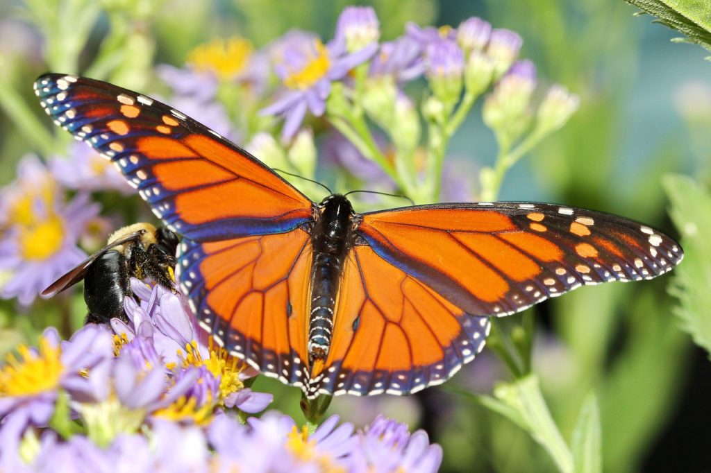 monarch-marvelous-migration