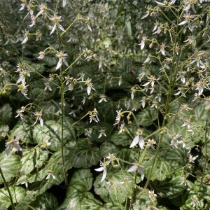 strawberry geranium starter plants