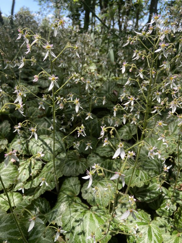 strawberry geranium starter plants