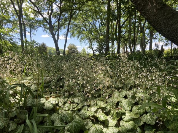 strawberry geranium starter plants