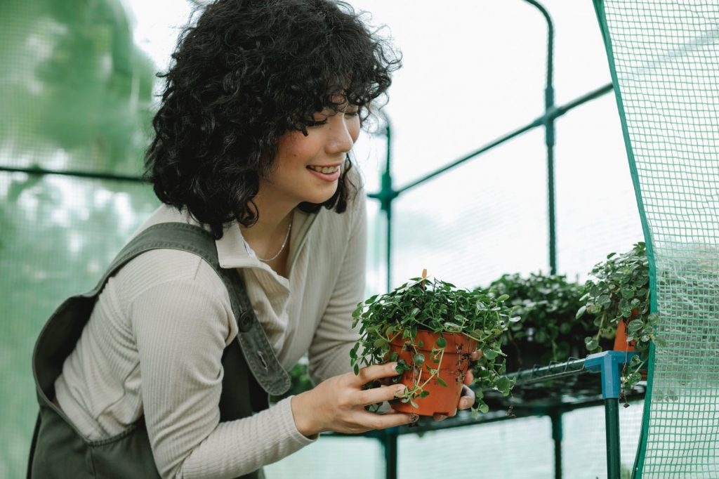 ethnic female gardener caring about potted plant in greenhouse