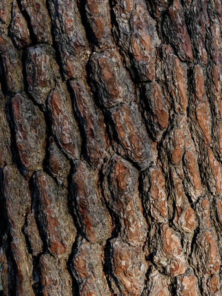 macro photography of a tree trunk