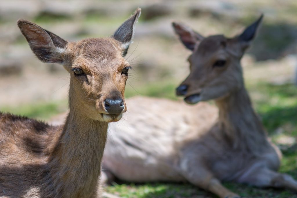 close up of two deer