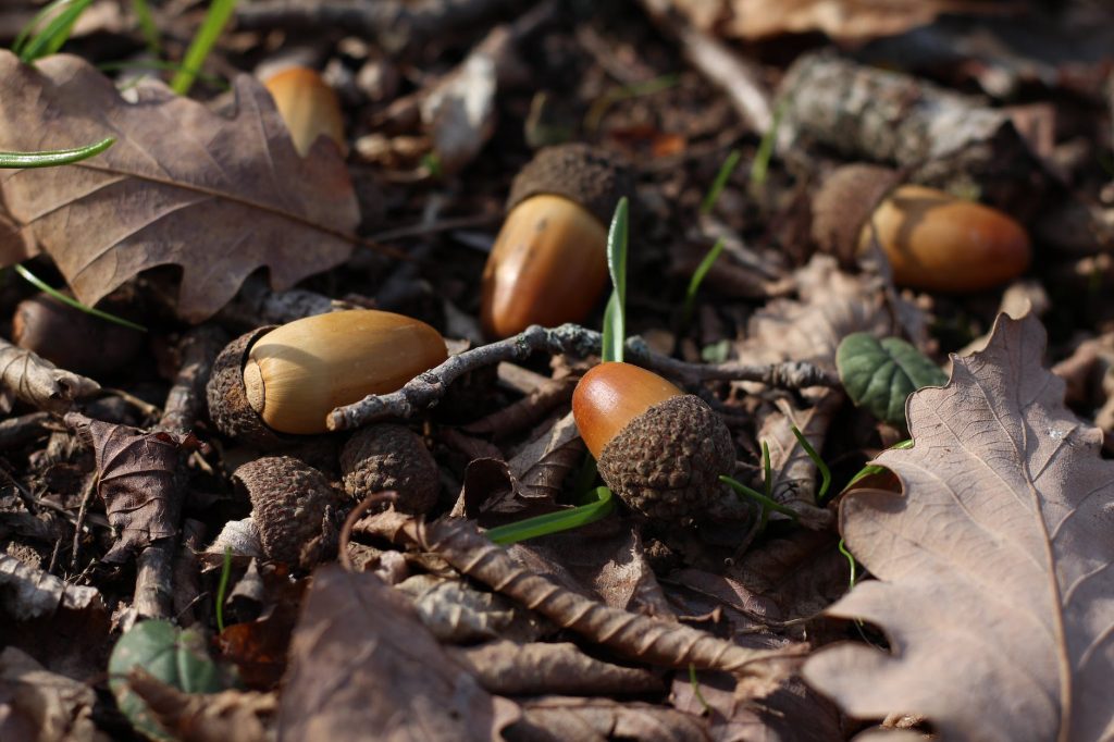 close up view of acorns on the ground