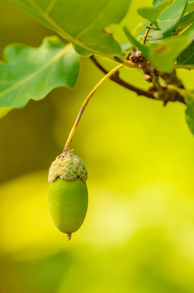 young acorn in macro photography