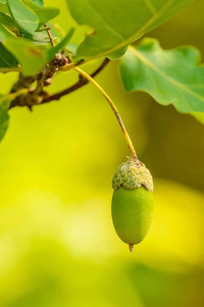 young acorn in macro photography