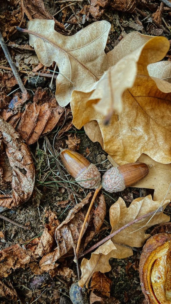 acorns and dry leaves on the ground