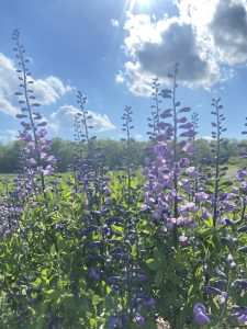 Baptisia australis