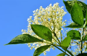 elder-flower-native-habitat