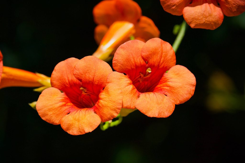 trumpet vine flowers in close up photography